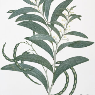 ‘Acacia Legnota’ from Joseph Banks’ Florilegium (1770/1981)