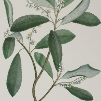 ‘Elaeocarpus dentatus’ from Joseph Banks’ Florilegium (1769/1985)