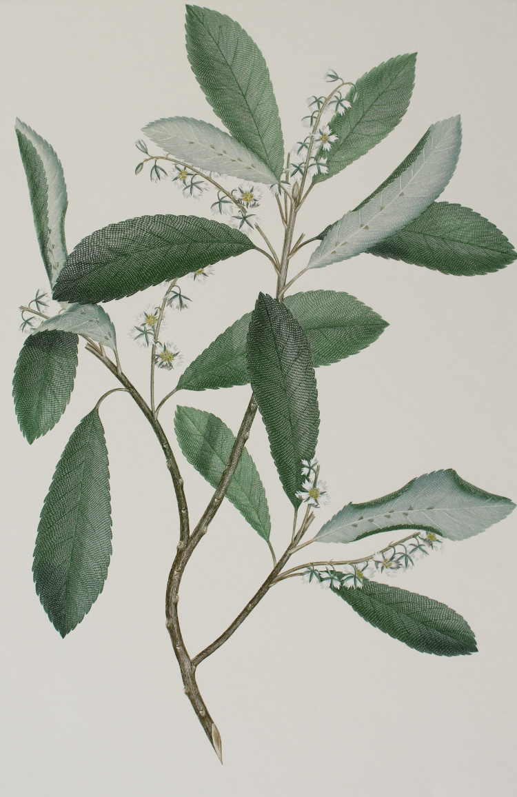 ‘Elaeocarpus dentatus’ from Joseph Banks’ Florilegium (1769/1985)