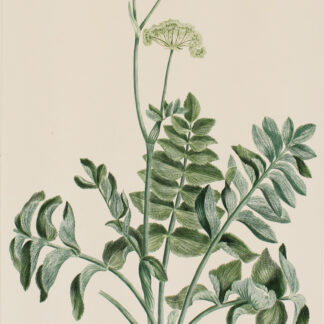 'Gingidium montanum' from Joseph Banks’ Florilegium (1770/1986)
