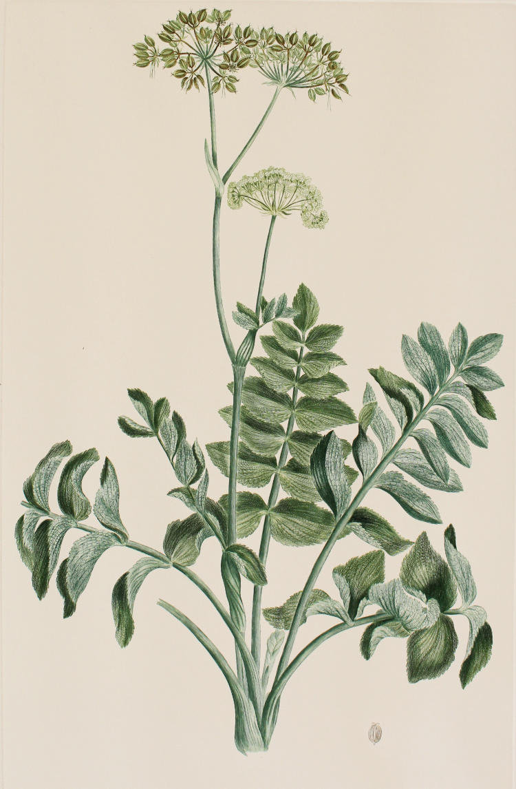 'Gingidium montanum' from Joseph Banks’ Florilegium (1770/1986)
