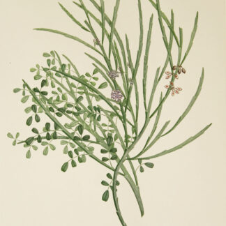 'Carmichaelia solandri' from Joseph Banks' Florilegium (1769/1986)