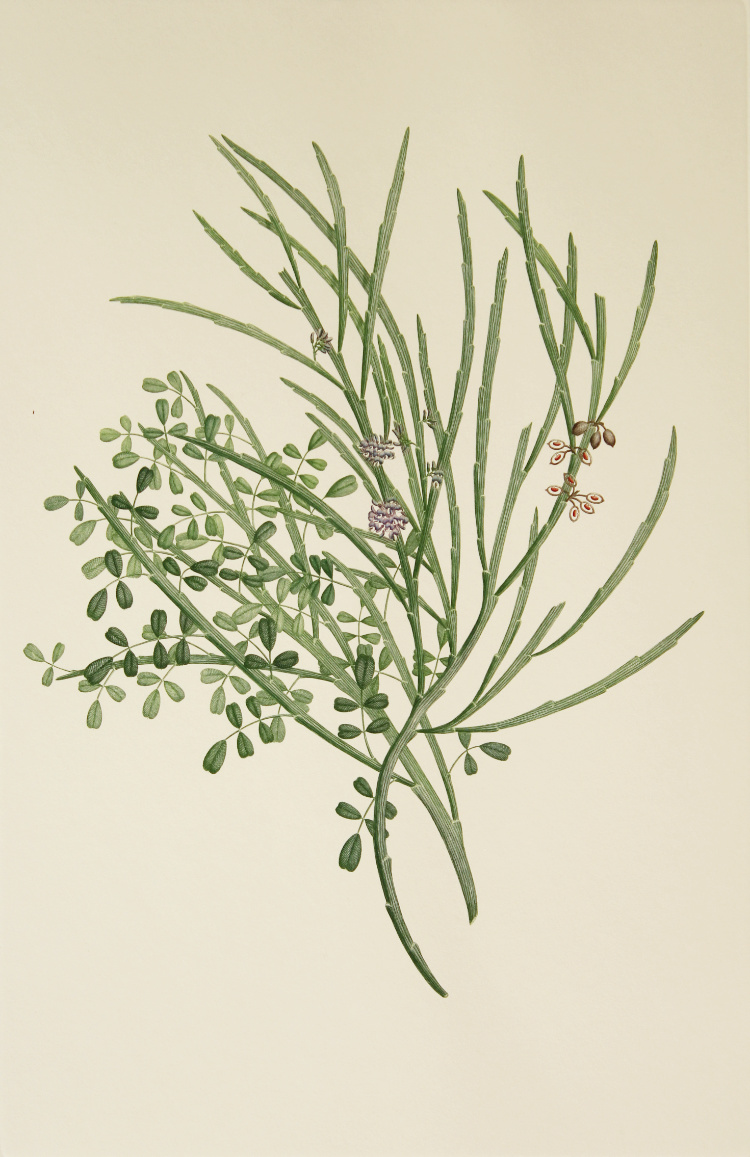 'Carmichaelia solandri' from Joseph Banks' Florilegium (1769/1986)
