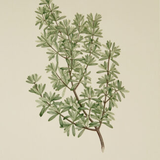 'Coprosma propinqua' from Joseph Banks' Florilegium (1769/1980)