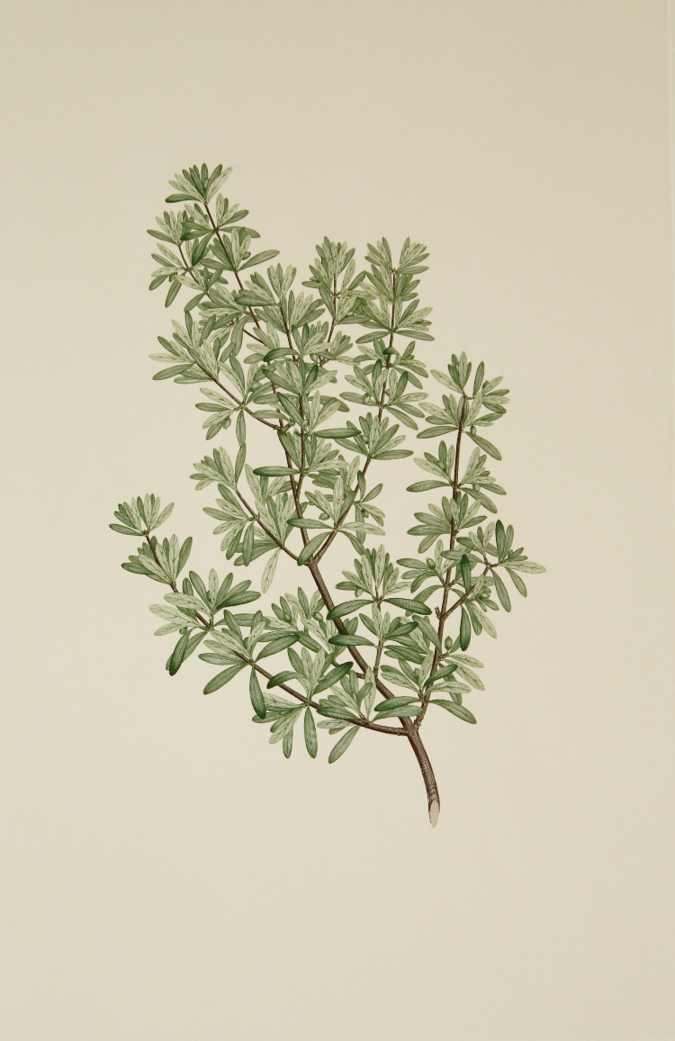 'Coprosma propinqua' from Joseph Banks' Florilegium (1769/1980)