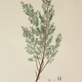 'Pomaderris phylicifolia' from Joseph Banks' Florilegium (1769/1987)