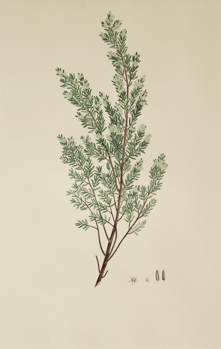 'Pomaderris phylicifolia' from Joseph Banks' Florilegium (1769/1987)