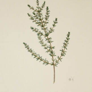 'Coprosma acerosa' from Joseph Banks' Florilegium (1769/1986)