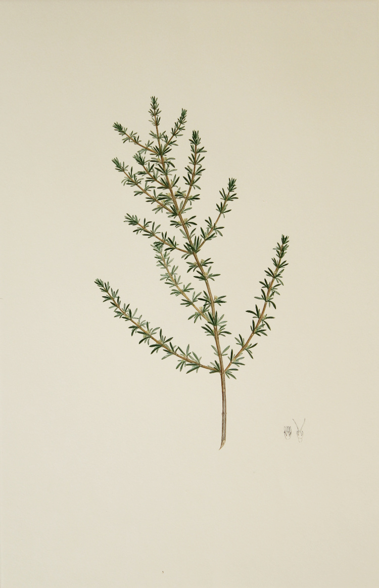 'Coprosma acerosa' from Joseph Banks' Florilegium (1769/1986)