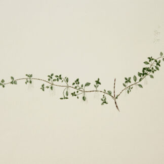 'Nertera granadensis' from Joseph Banks' Florilegium (1770/1980-1990)