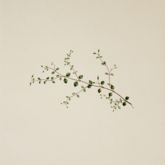 'Stellaria parviflora' from Joseph Banks' Florilegium (1769/1985)