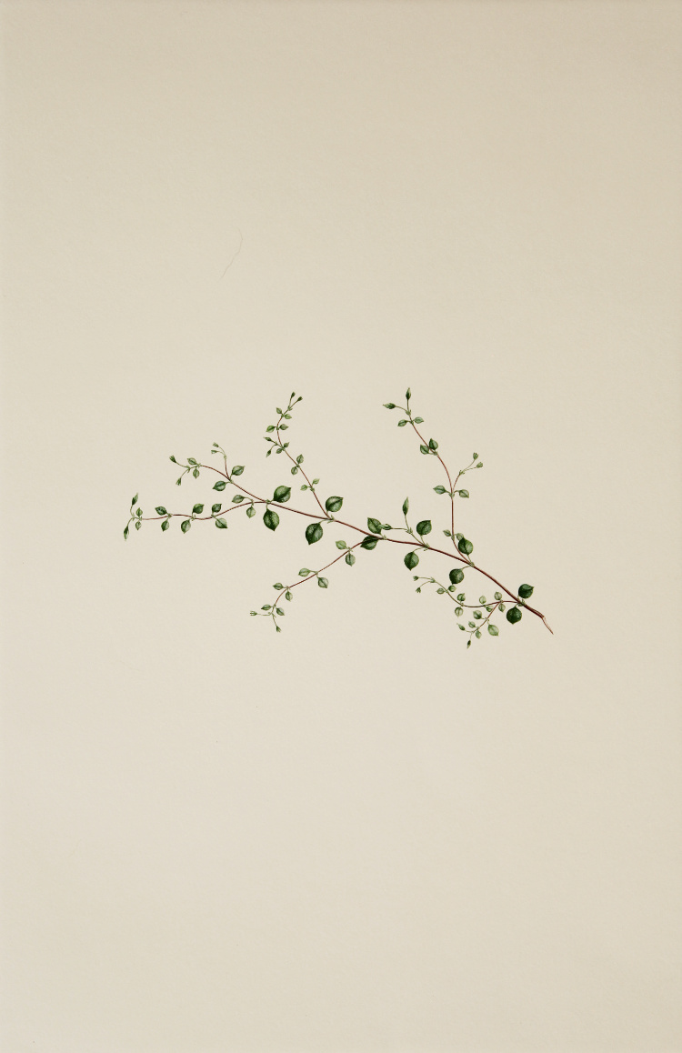 'Stellaria parviflora' from Joseph Banks' Florilegium (1769/1985)